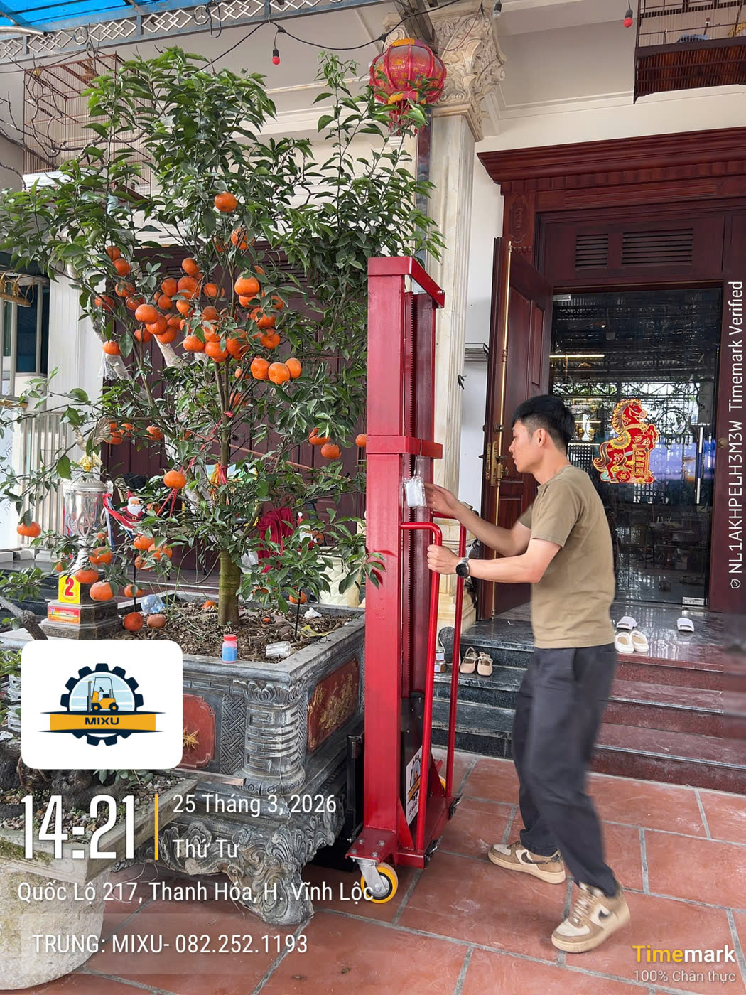 Một người chuyển chậu quất lớn trước cửa nhà bằng xe nâng MIXU tại Thanh Hóa