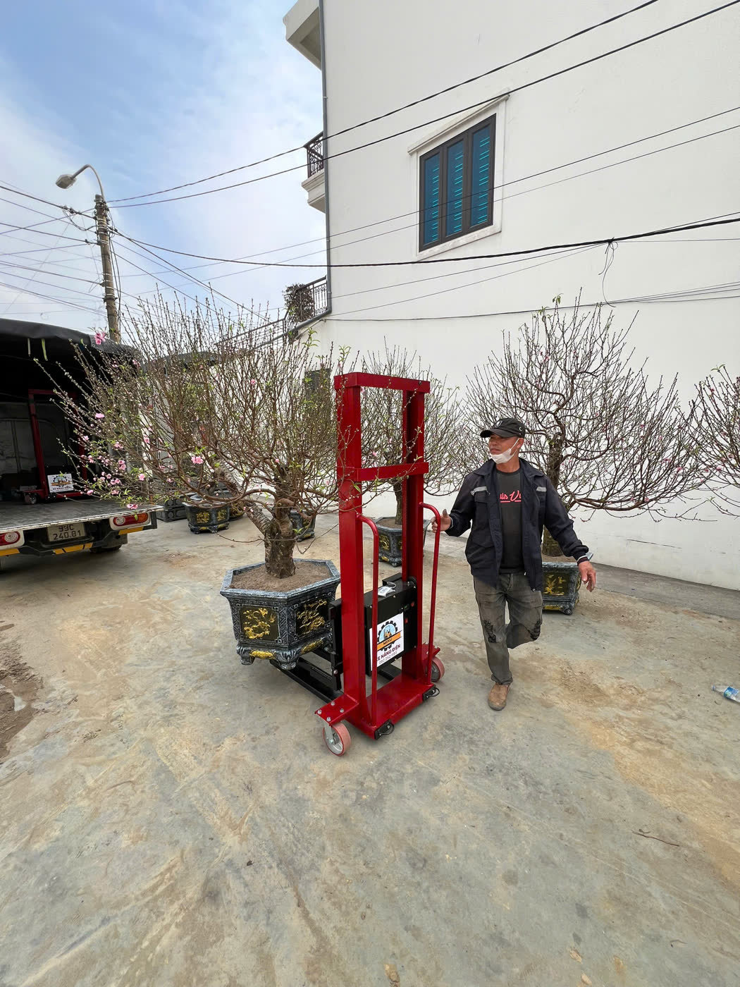 Một người chuyển chậu đào lớn bằng xe nâng MIXU, xe tải phía sau